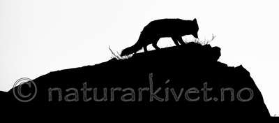 BB 14 0280 / Vulpes vulpes / Rødrev
